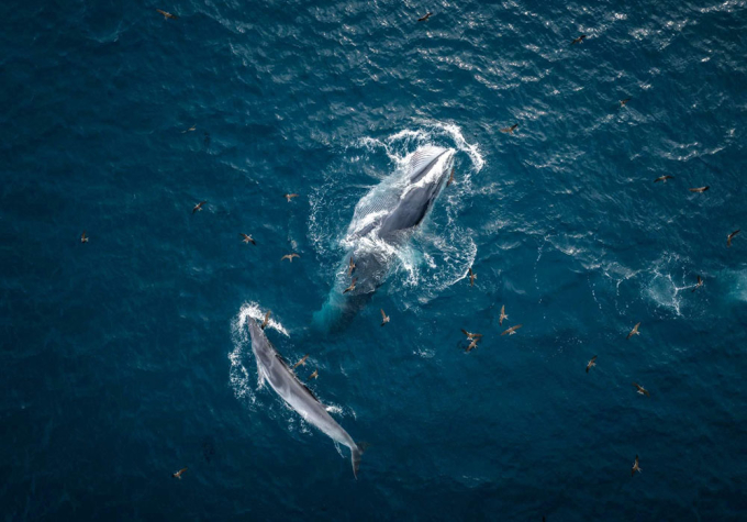Sáng 14/8 cá voi lại tiếp tục xuất hiện trên vùng biển Đề Gi. Ảnh: Phạm Huy Trung