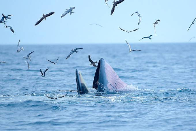 Đàn hải âu vây lấy cá voi mỗi khi chú há miệng đớp mồi. Ảnh: Nguyễn Dũng