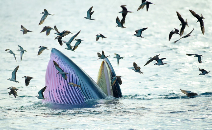 Màu sắc tuyệt đẹp của cá voi. Ảnh: Nguyễn Dũng