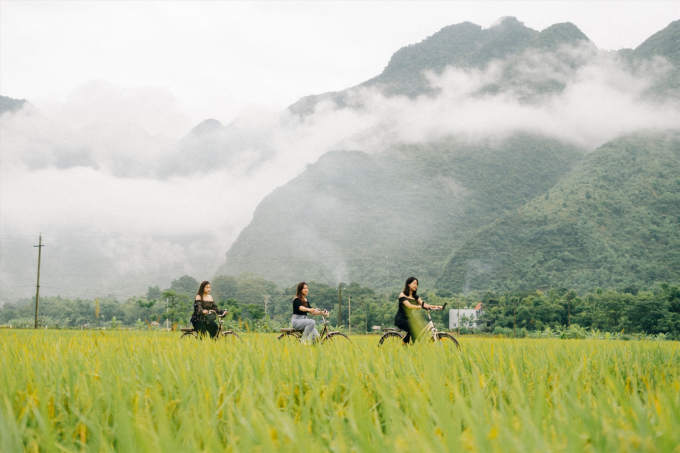 Du khách thong thả đạp xe giữa cánh đồng lúa chín tại Mai Châu.