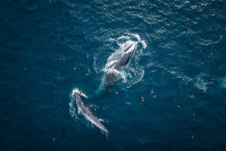 Cá voi về vùng biển Bình Định, chuyên gia nói gì?